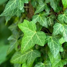 Common Ivy (Hedera Helix) 1